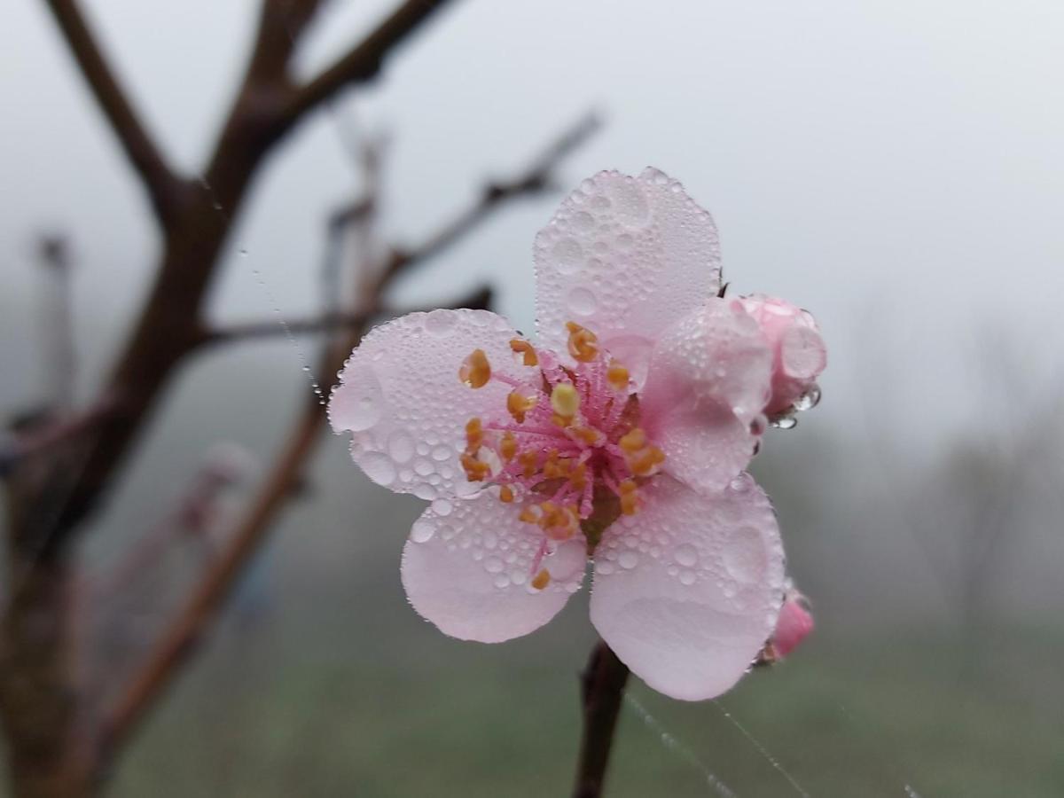 Moc Chau Peachy Garden公寓 外观 照片