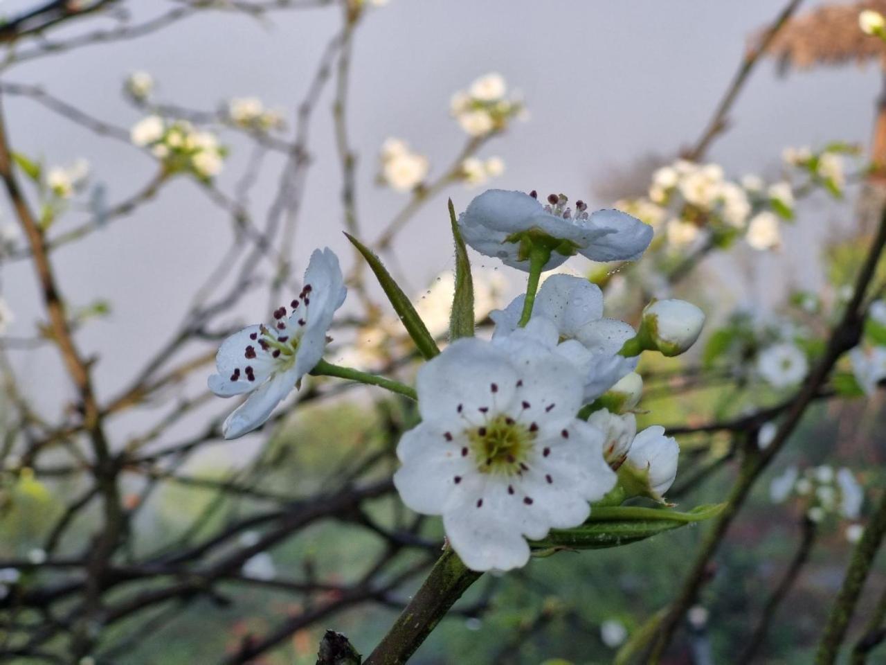 Moc Chau Peachy Garden公寓 外观 照片